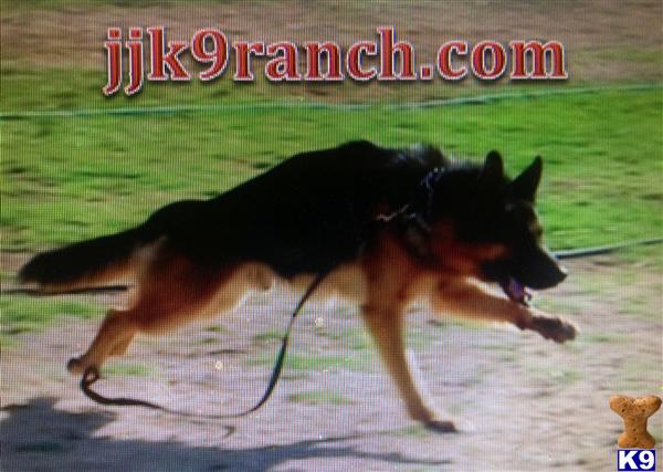 JJ K9 Ranch www.jjk9ranch.com